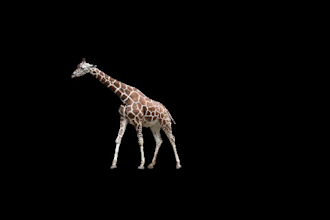 do vfx rotoscope and keying, removal green screen and object