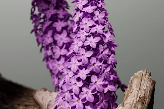 create 3d flower animation,3d flower design,3d plant animation,flower animation