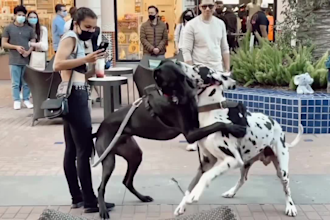 do funny animal video and short video for youtube tiktok fb