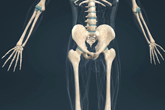 create 3d medical human anatomy animation musculoskeletal orthopedic 3d model