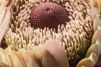 do 3d flower animation, flower,, cgi, plant animation, 3d fashion animation