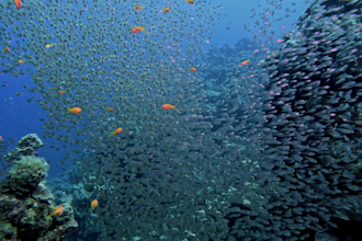 color correct stabilize and edit your underwater video