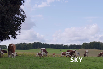 create professional color grading