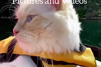 provide cute cat kitten videos and pictures