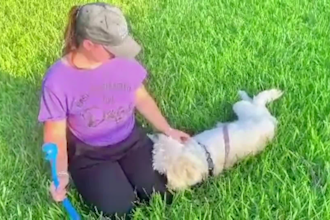 create a shoppable dog pet amazon influencer storefront video for your product