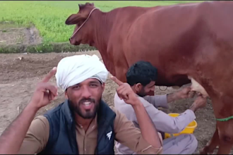 do happy birthday video or funny happy birthday video