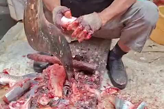 make raw fish cutting video content for you