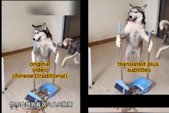 translate and subtitle any video of your choice