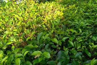 wish happy birthday from a sri lanka tea estate