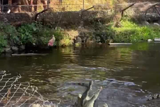 help you discover kenya with authentic local insight