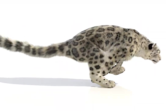 do photorealistic 3d animal animation, 3d character animation, 3d animal rigging