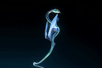 3d animal animation 3d hologram animation lifelike hologram 3d animation video