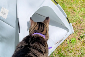 create pet ugc videos reels tiktoks with my cat for social media