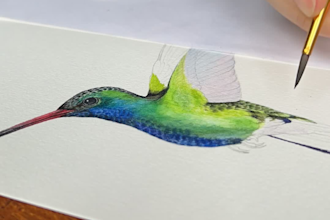 draw realistic bird hand drawn watercolor illustrations