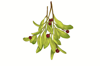 draw plant, botanical illustration