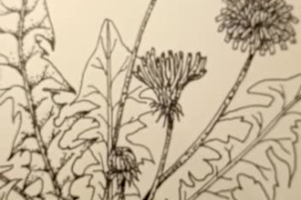 draw original design of vegetables and herbs for you