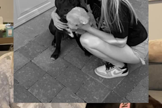 create dog videos for your brand or service