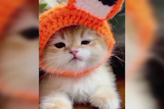 create funny  shorts , animals shorts for youtube facebook and tiktok channel