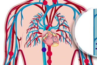 create medical or healthcare 2d animated explainer video