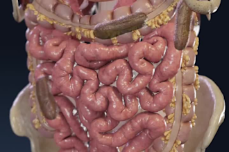 create stunning orthopedic 3d animations and medical rendering