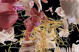 create 3d medical animation, surgery animation, 3d scientific and anatomy videos