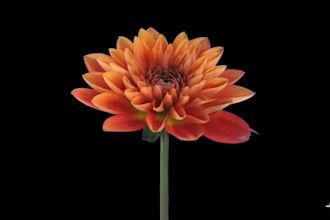 render 3d flower model, vfx flower animation, 3d cgi flower animation