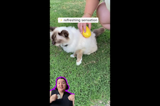 create pet ugc videos, dog ugc for your pet product