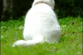 take photos and videos of my cat with your product in china