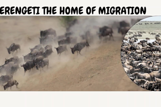 help you with research about tourism industry in tanzania