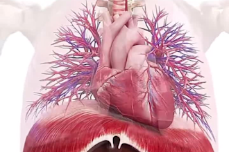 make 3d medical animation, 3d explainer bodies video animation, 3d animation