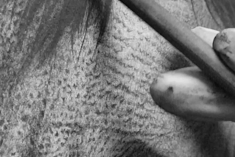 draw a realistic pencil artwork from your reference