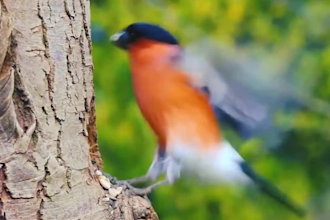 convert article, blog post, or text to video with voice over