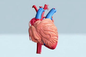 create high quality 3d medical animation and explainer videos