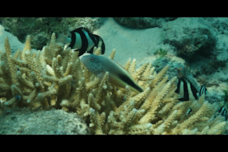 deliver dynamic editing for action, adventure, social, cinematic and underwater