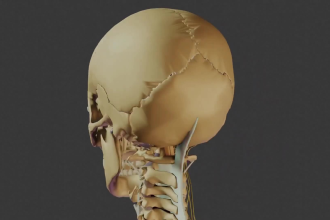 provide a medical anatomy video animation or images