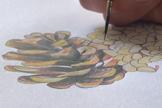 draw a stunning vegetable or fruit