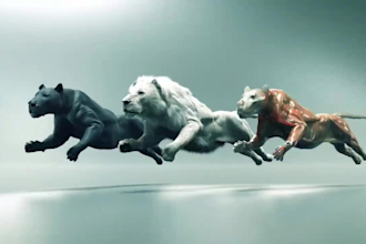 do realistic 3d animal character, 3d animal animation, xgen fur, animal rigging