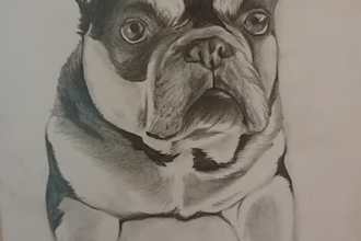 hand draw paint pet portrait sketch from photo and ship by ups the original art