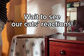 create a fun ugc video for your pet brand
