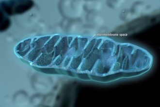 create full HD 3d medical animation, anatomy, surgery, biology, scientific