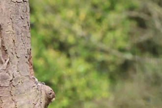 make birds chirping sounds videos with meditation music