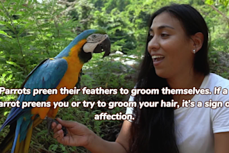 create or edit wild animal documentary video or facts video