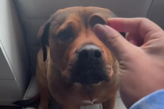 create engaging pet ugc video with my dog