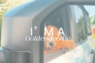 film engaging ugc videos with my goldendoddle puppy