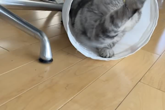 create authentic ugc videos for your pet brand