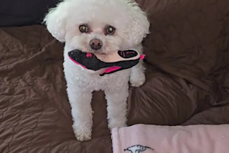 create ugc videos for pet brands