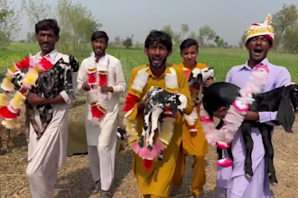 do happy birthday video or happy birthday video