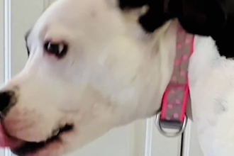 create authentic pet ugc videos and social media ads for your brand