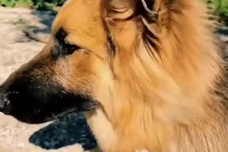 create ugc videos for pet products, services and apps