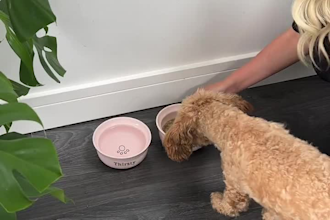 create a pet ugc video ad with my dog and cat